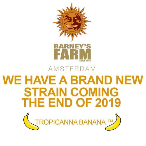 Сорт конопли Tropicanna Banana от Barneys Farm