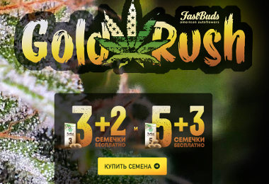 Fast Buds: золотая лихорадка в магазине ТравТорг