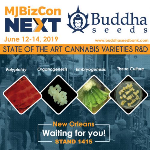 Buddha Seeds на MJBizConNext 