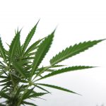 Согласно новому опросу, большинство американцев не считают марихуану опасной, несмотря на попытки противников легализации представить растение в негативном свете.