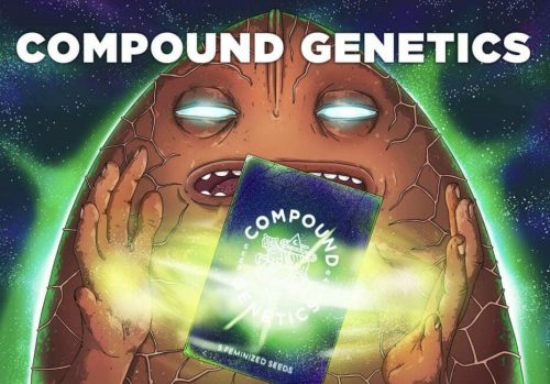 Магазин Семяныч представил в октябре эксклюзивные сорта от Compound Genetics и Humboldt Seeds Company, а также поделился ценными советами по борьбе с вредителями и болезнями растений.